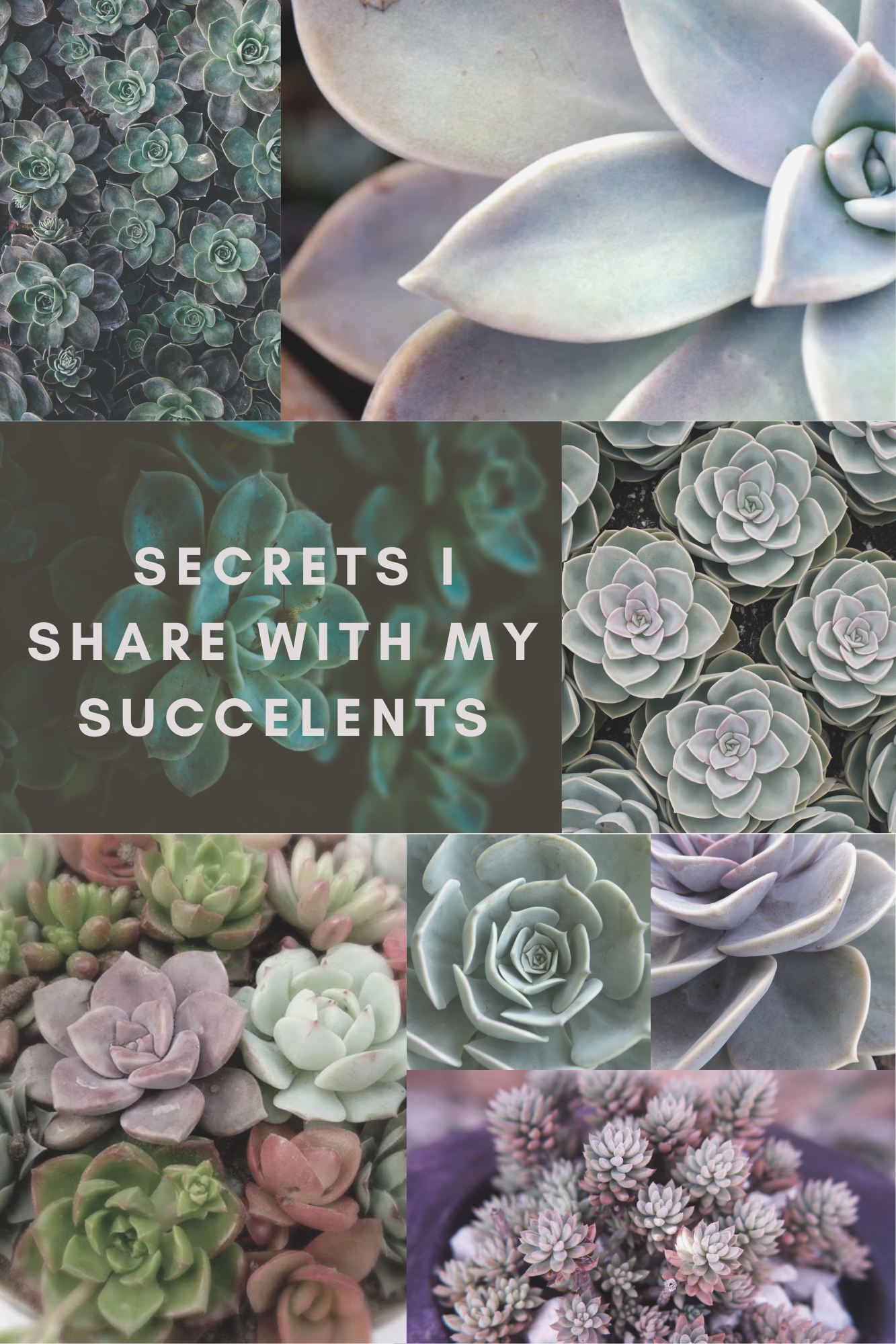 Plant Journal
